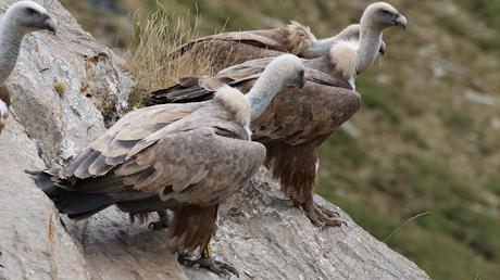 Buitres con anilla en las Cabecera del Ter