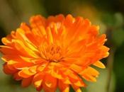 Caléndula propiedades antioxidantes