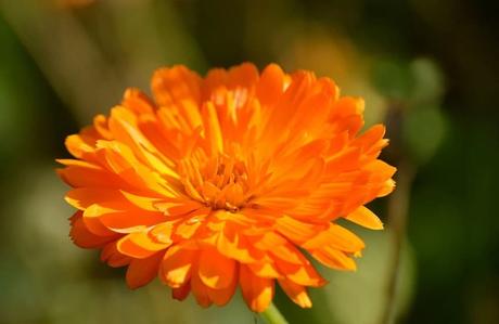 Caléndula propiedades antioxidantes