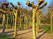 jardín convento hervás: casa rural Cáceres