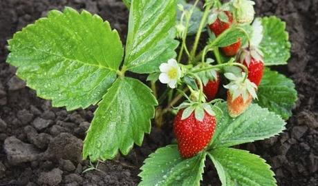 COLECCIÓN CHÉSTER, CUELLITO O BUFANDA Colección chéster, cuellito bufanda