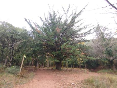 Senderismo en la Vall de Lladrons: descubre la Font de Jesús, el Salt de la Vall y las Cinc Fonts | Montblanc