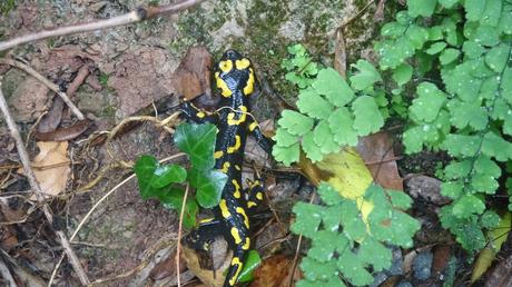 Senderismo en la Vall de Lladrons: descubre la Font de Jesús, el Salt de la Vall y las Cinc Fonts | Montblanc
