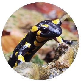 Salamandra