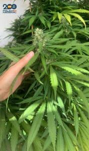 Alcaldesa de Villarrubia será juzgada este martes en Toledo acusada de prevaricación administrativa