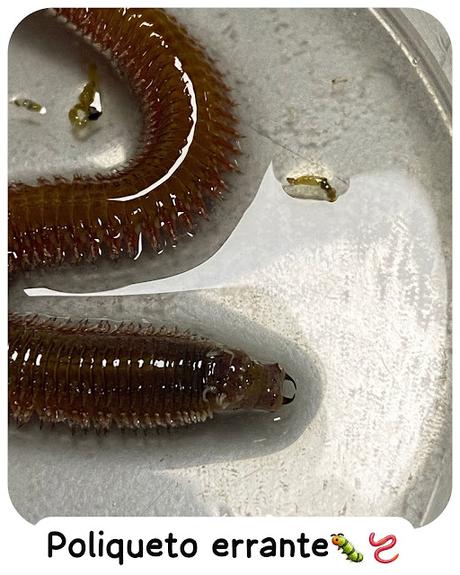 Poliqueto errante Poliqueto errante