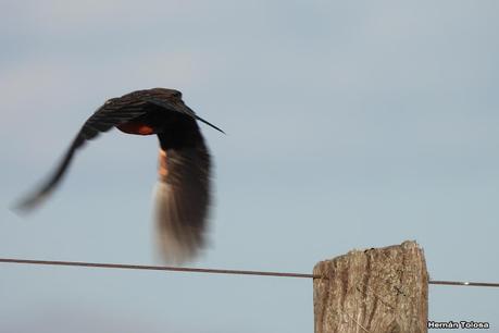Loica pampeana (Leistes defilippii)