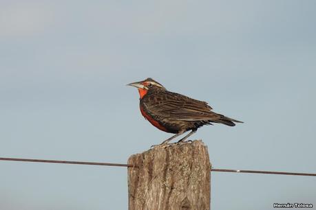 Loica pampeana (Leistes defilippii)