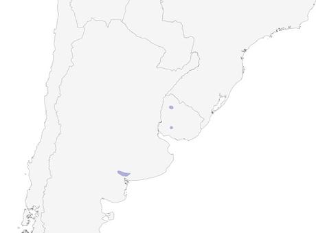 Loica pampeana (Leistes defilippii)