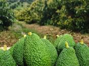 aguacate origen controlado; apuesta cultivo responsable