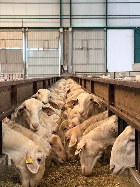 Finca Pago de La Jaraba: Un viaje sensorial por el alma de La Mancha