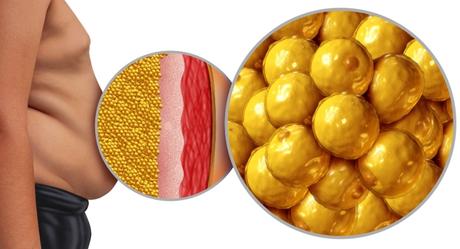 grasa visceral envejecimiento corazón