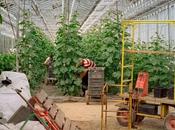 Sección Oficial Internacional Cortometrajes SEMINCI 2025: “The Inhabitants” “Bread will Walk”