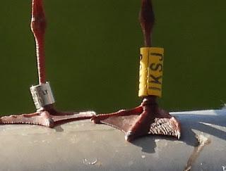 Gaviota anillada en Italia