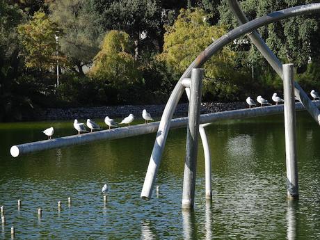 Gaviota anillada en Italia