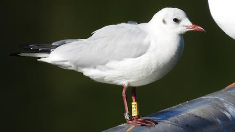 Gaviota anillada en Italia