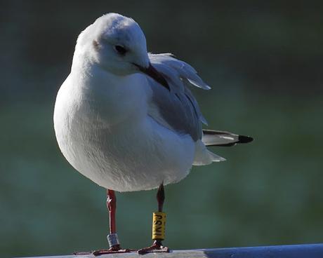 Gaviota anillada en Italia