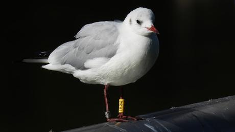 Gaviota anillada en Italia