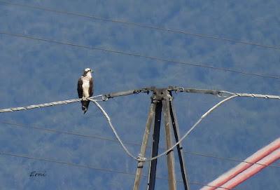 CHARRÁN ÁRTICO EN COLINDRES