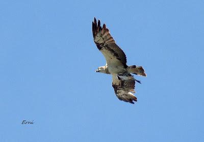 CHARRÁN ÁRTICO EN COLINDRES