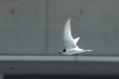 CHARRÁN ÁRTICO EN COLINDRES