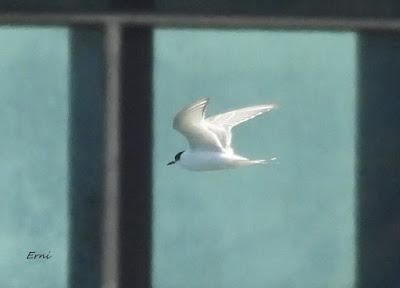 CHARRÁN ÁRTICO EN COLINDRES