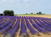 Ener2crowd entra sector agricultura sostenible proyectos ofrecen rendimientos anuales hasta