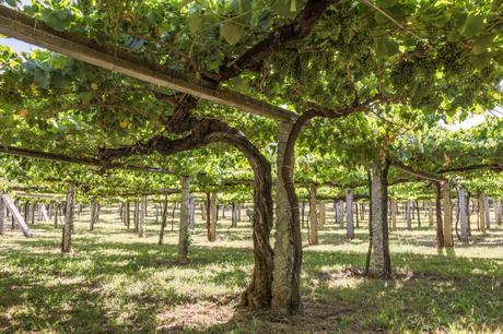 DO Rías Baixas 2025; una vendimia de futuro, hecha a mano y con alma sostenible