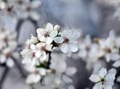 Florazar apartamentos Cullera para vacaciones