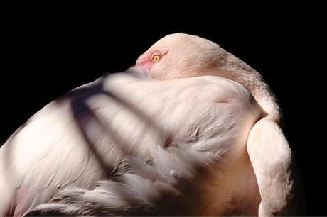 Flamant rose: todo lo que necesitas saber Flamant rose: todo lo que necesitas saber
