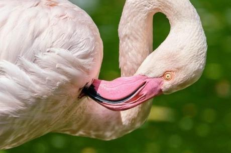 Flamant rose: todo lo que necesitas saber Flamant rose: todo lo que necesitas saber