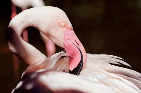 Flamant rose: todo lo que necesitas saber Flamant rose: todo lo que necesitas saber