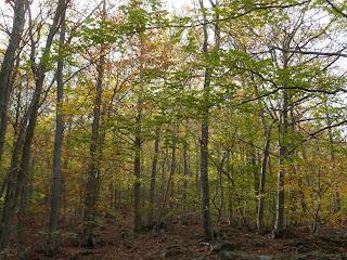 Ruta circular por los Volcanes de Olot Ruta circular por los Volcanes de Olot