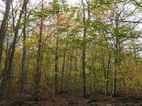 Espectacular e insólita fageda d'en Jordà Insólita y valiosa Fageda d'en Jordà en Olot-Santa Pau. Girona