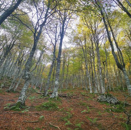 Pico Vildeu desde Pigüeces Pico Vildeu desde Pigüeces