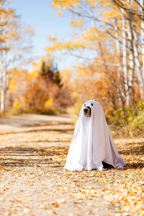 #Halloween en fotos.