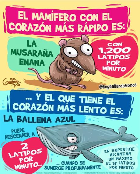 CorazĂłn rĂĄpido CorazĂłn lento