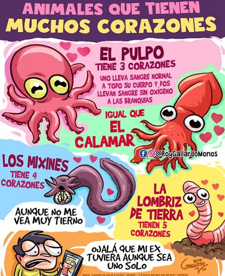 Animales que tienen muchos corazones