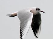 Gaviotas,mar azul-gulls, blue