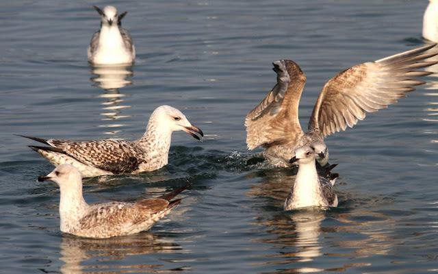 GAVIOTAS,MAR AZUL-GULLS, BLUE SEA