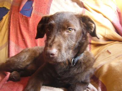 Dicon, precioso cachorro Braco alemán en adopción - Arca Noé Córdoba