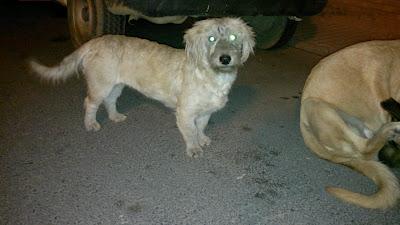 Lanas una perrita de tamaño pequeño juguetona DE 1 AÑO Y MEDIO , abandonada. (Huelva)