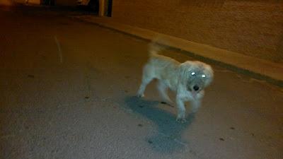 Lanas una perrita de tamaño pequeño juguetona DE 1 AÑO Y MEDIO , abandonada. (Huelva)