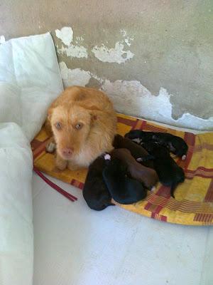 Arena, mamá podenca, y sus 6 bebés necesitan acogida o adopción URGENTE!! Arca de Noé Córdoba