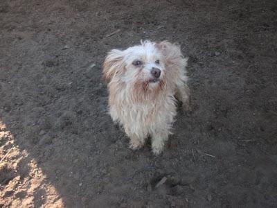 Dos perritos de 4/5 kilos muertos de miedo,uno de ellos no lo soporta,incluso vomita del miedo!! (Cadiz)