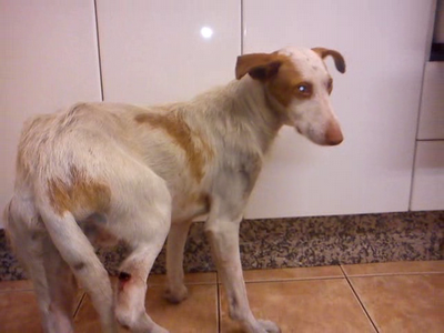 ¡¡URGENTE!! MANCHITAS, CACHORRO PODENQUITO CON ALAMBRE AL CUELLO Y GANCHO ATRAVESANDO PATA.URGE ACOGIDA. (VALENCIA)