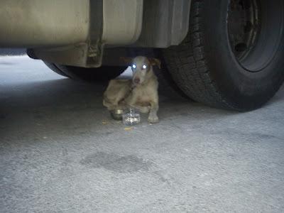 ¡¡URGENTE!! MANCHITAS, CACHORRO PODENQUITO CON ALAMBRE AL CUELLO Y GANCHO ATRAVESANDO PATA.URGE ACOGIDA. (VALENCIA)