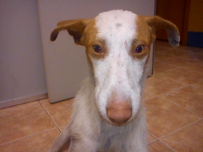 ¡¡URGENTE!! MANCHITAS, CACHORRO PODENQUITO CON ALAMBRE AL CUELLO Y GANCHO ATRAVESANDO PATA.URGE ACOGIDA. (VALENCIA)