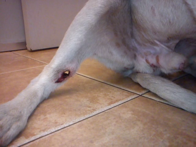 ¡¡URGENTE!! MANCHITAS, CACHORRO PODENQUITO CON ALAMBRE AL CUELLO Y GANCHO ATRAVESANDO PATA.URGE ACOGIDA. (VALENCIA)