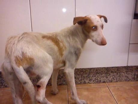CACHORRO PODENCO CON ALAMBRE AL CUELLO Y GANCHO ATRAVESANDO PATA